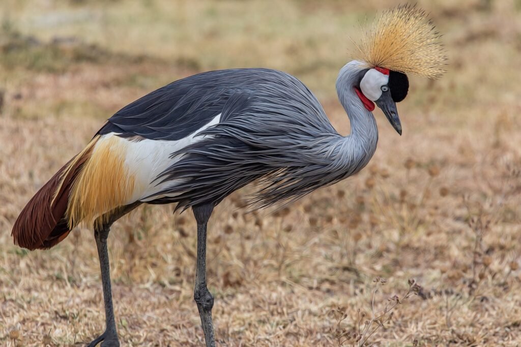patrickgregerson grey crowned crane 6940364 1920